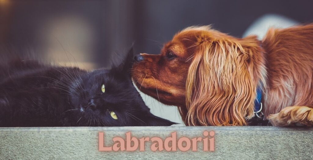 Labradorii