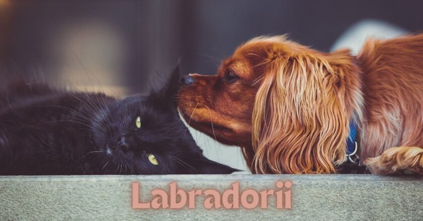What Are the Best Training Methods for Labradorii?